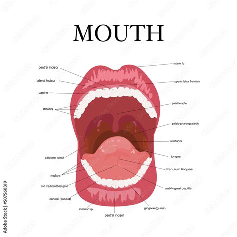 5 Mouth